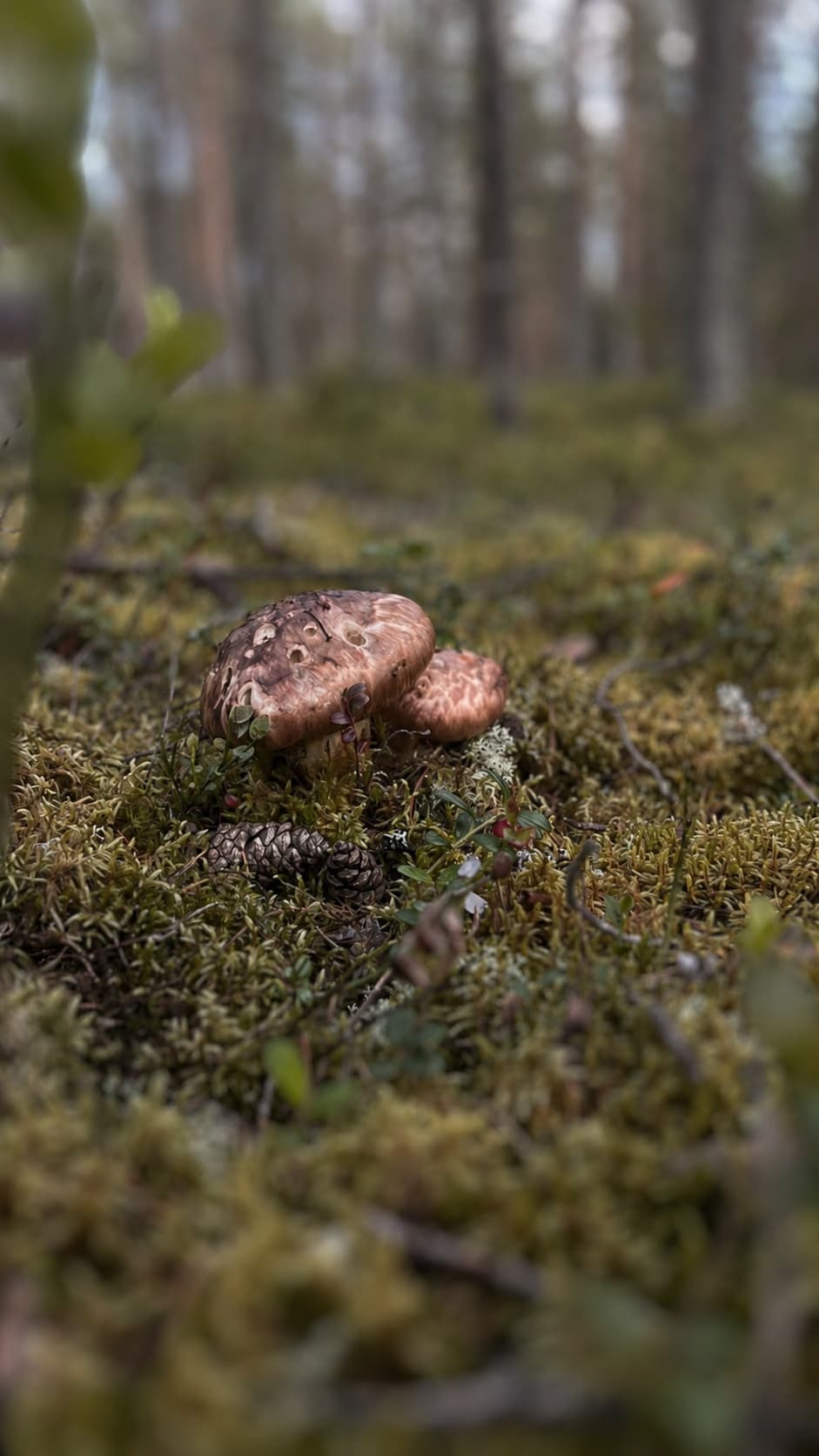 Goliatmusseron i sin växtmiljö