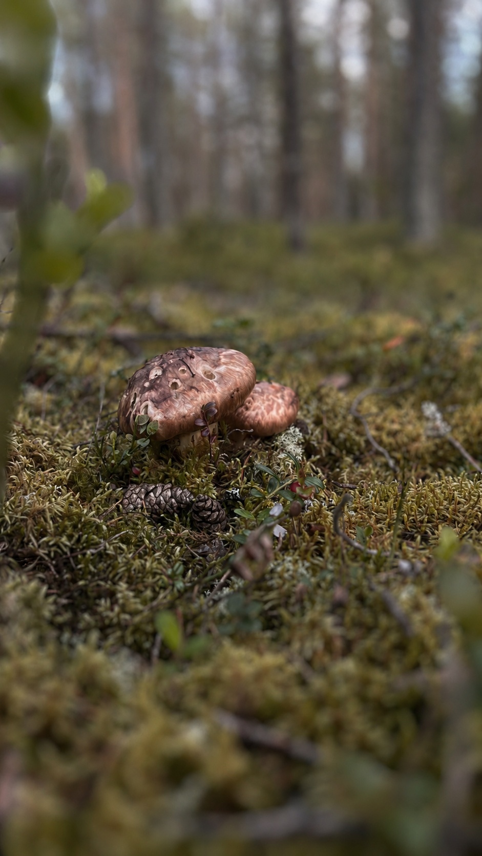 Två goliatmusseroner som växer naturligt bland mossa och tallbarr i en jämtländsk tallskog