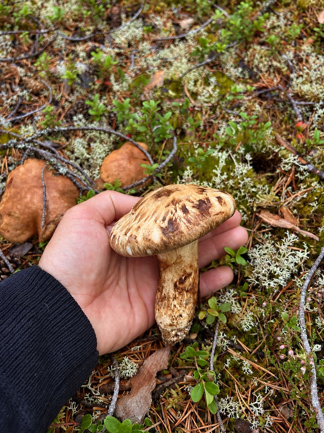 Goliatmusseron hållen i handen i sin skogsmiljö