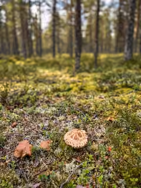 Goliatmusseron i naturlig växtmiljö i skogarna kring Klövsjö