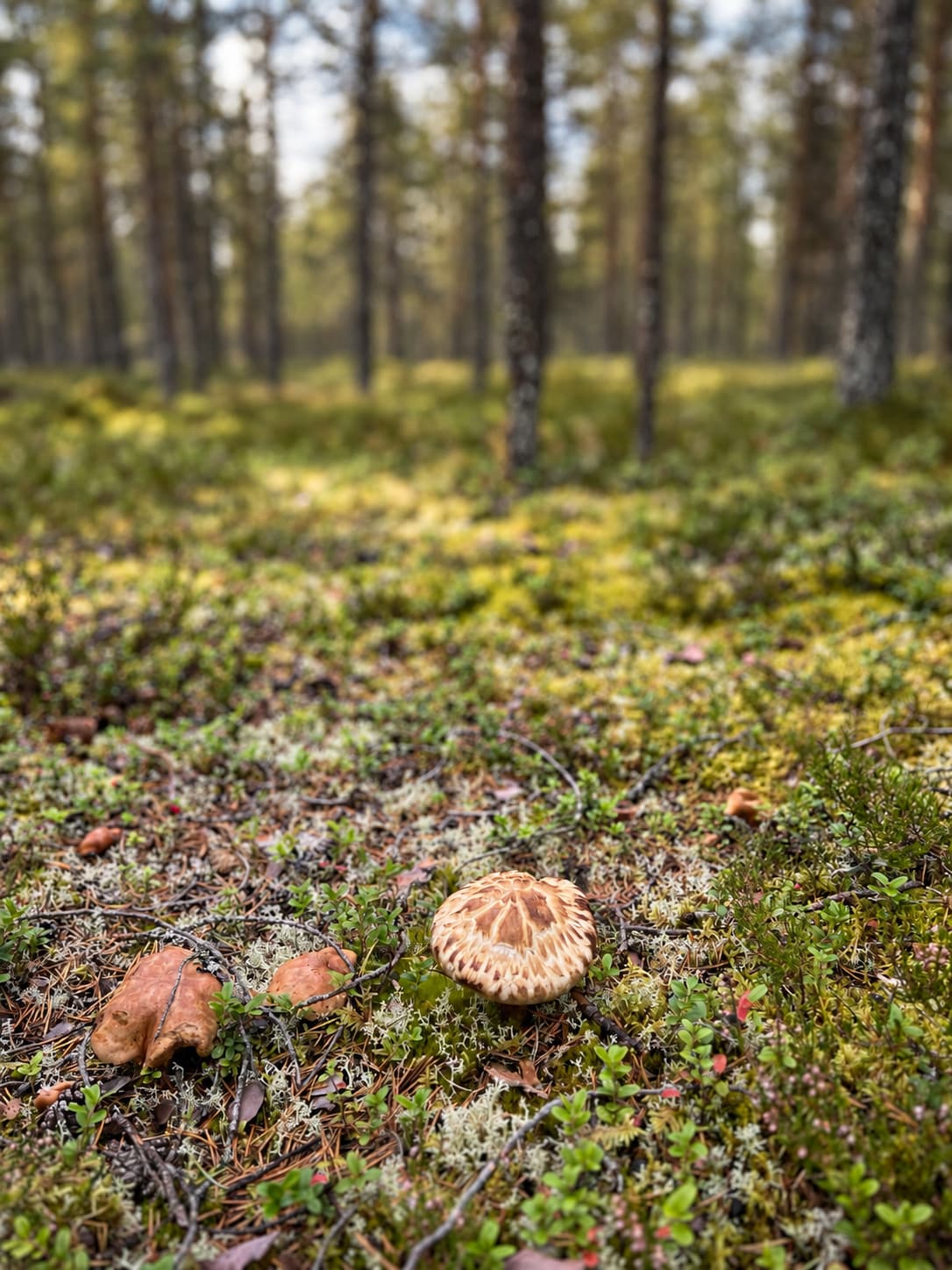 Goliatmusseron i naturlig växtmiljö