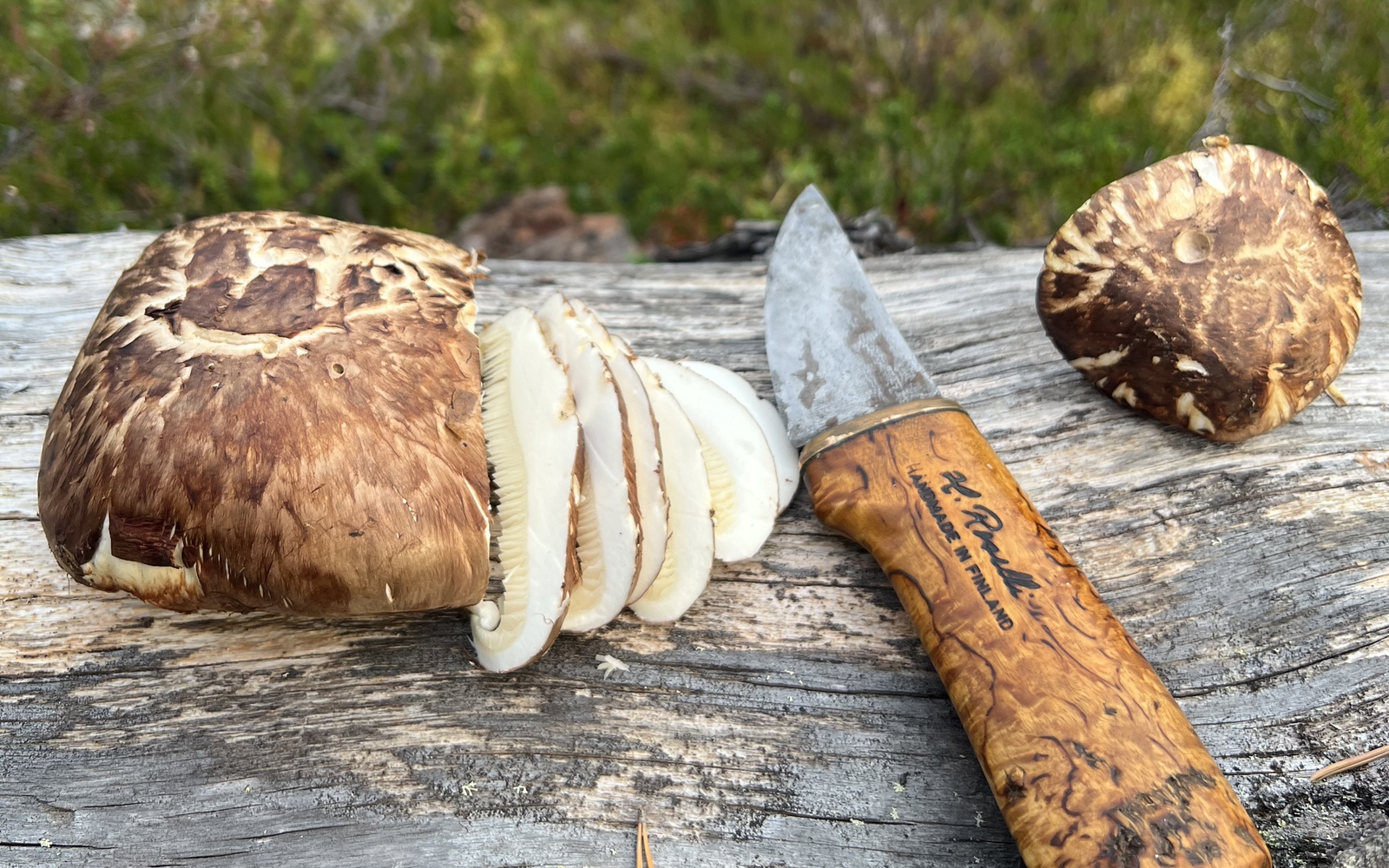 Goliatmusseron skivad i skogen