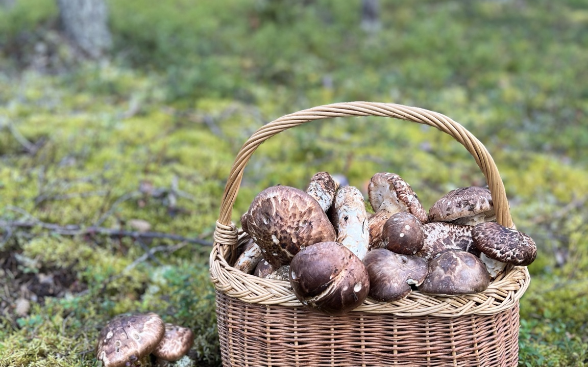 Korg fylld med nyplockad goliatmusseron i jämtländsk tallskog